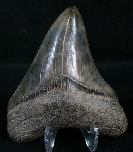 Colorful Megalodon Tooth - Great Serrations #8372